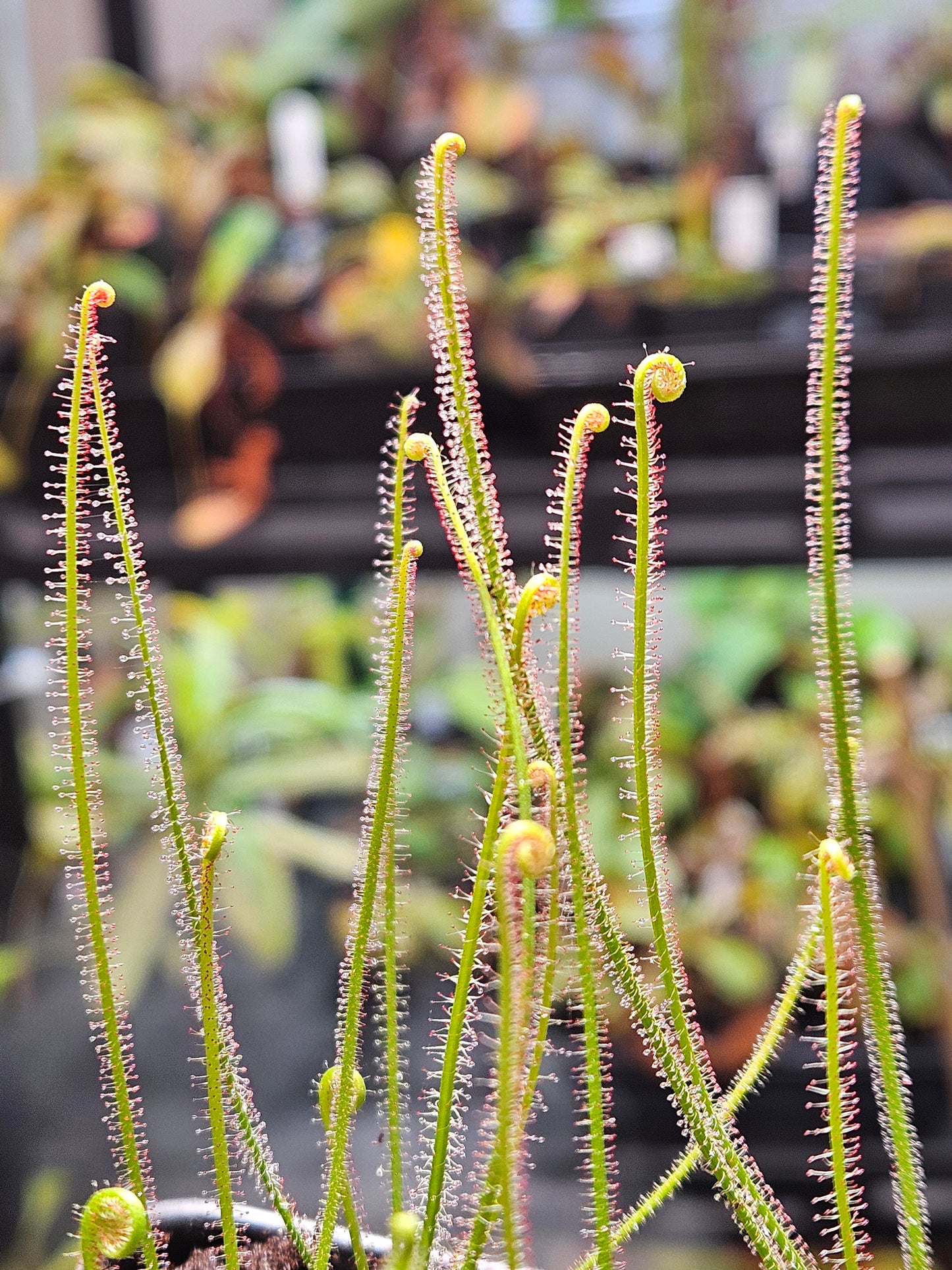 D. filiformis 'Red'