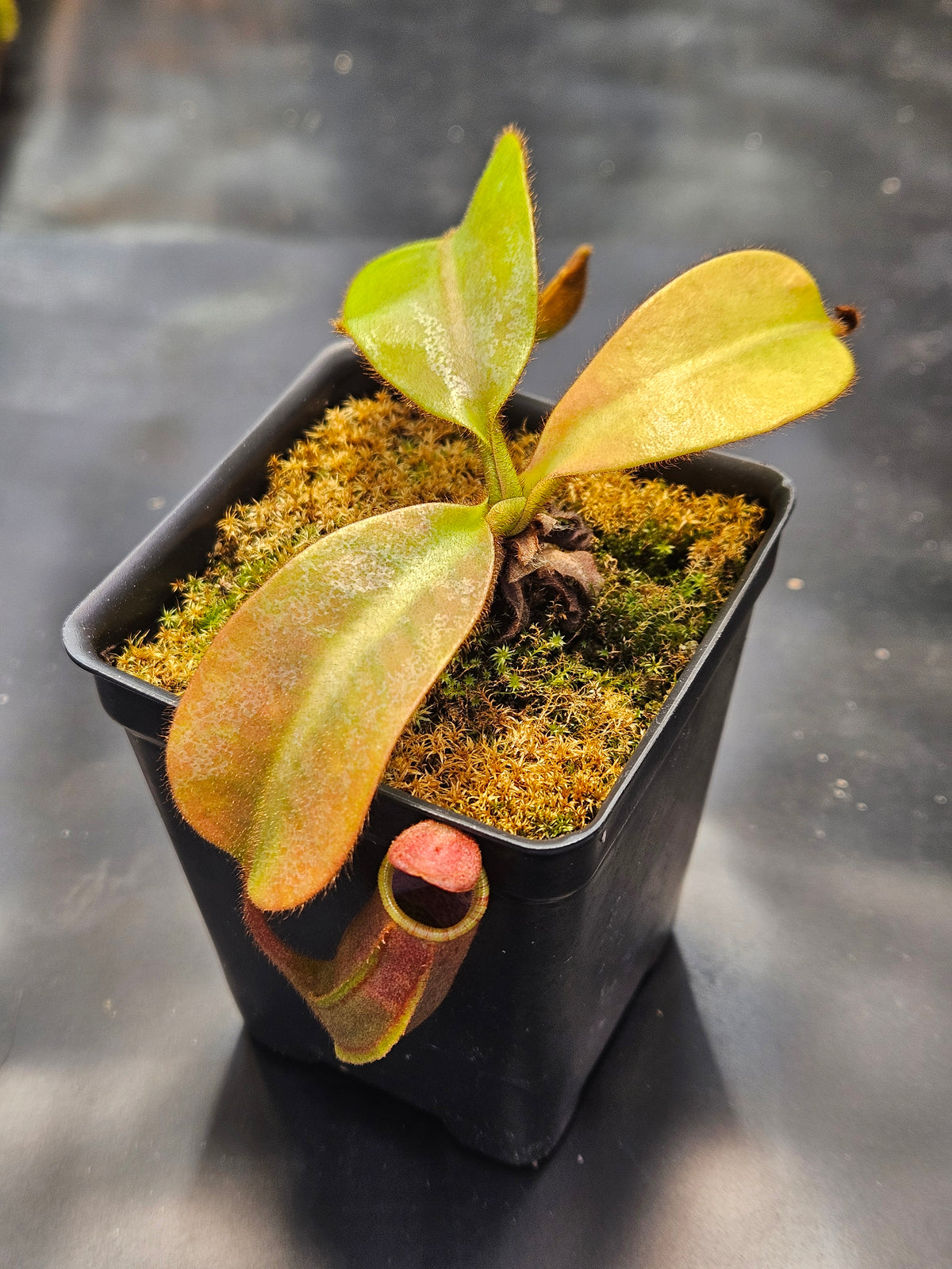N. LVB x (splendiana x VMV)