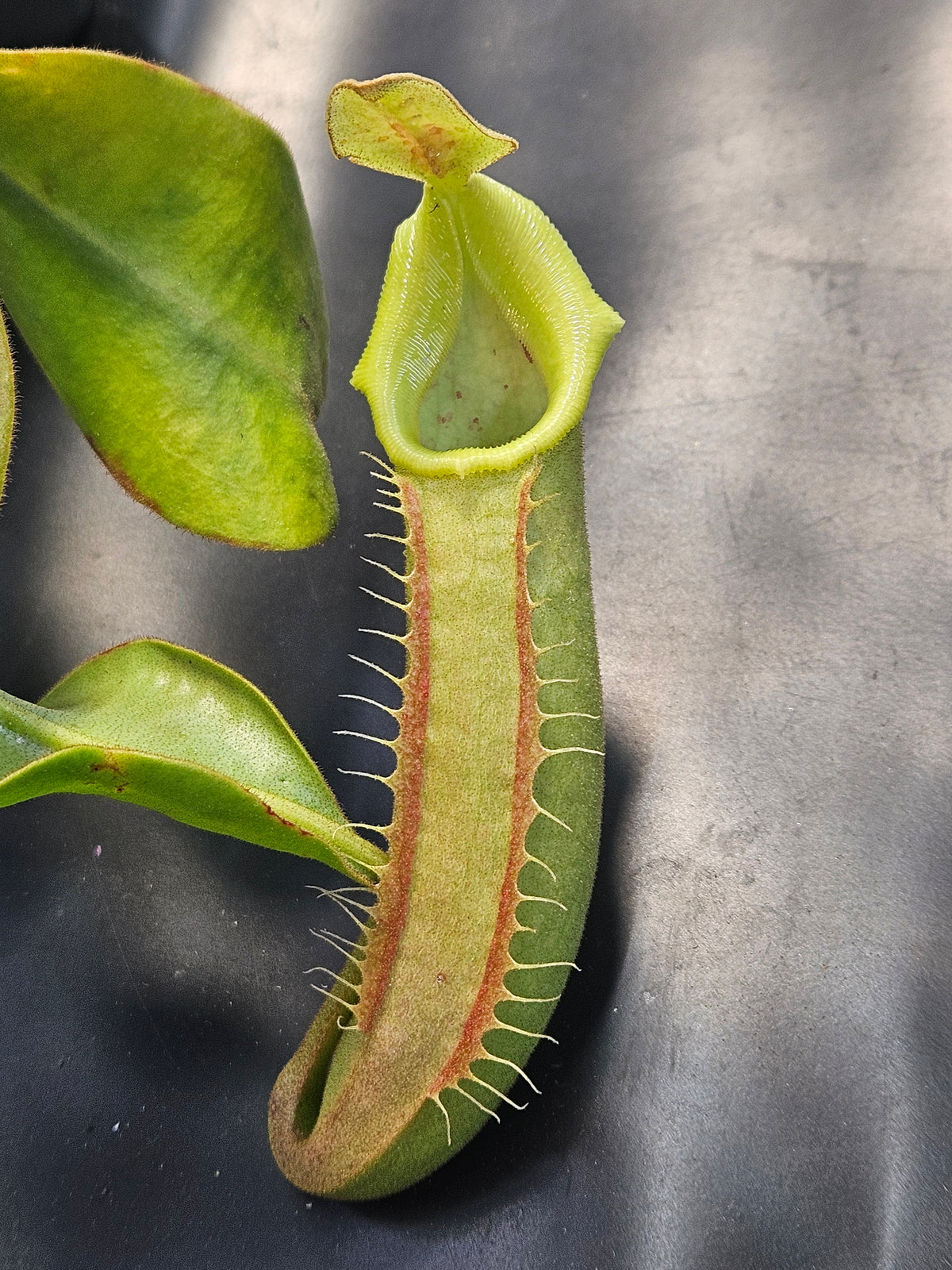 N. veitchii "Bario" - BCP
