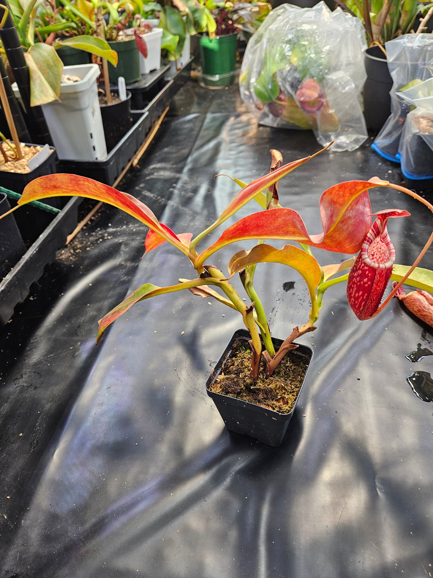 N. peltata x MSLRV #2 - Rooted Cutting