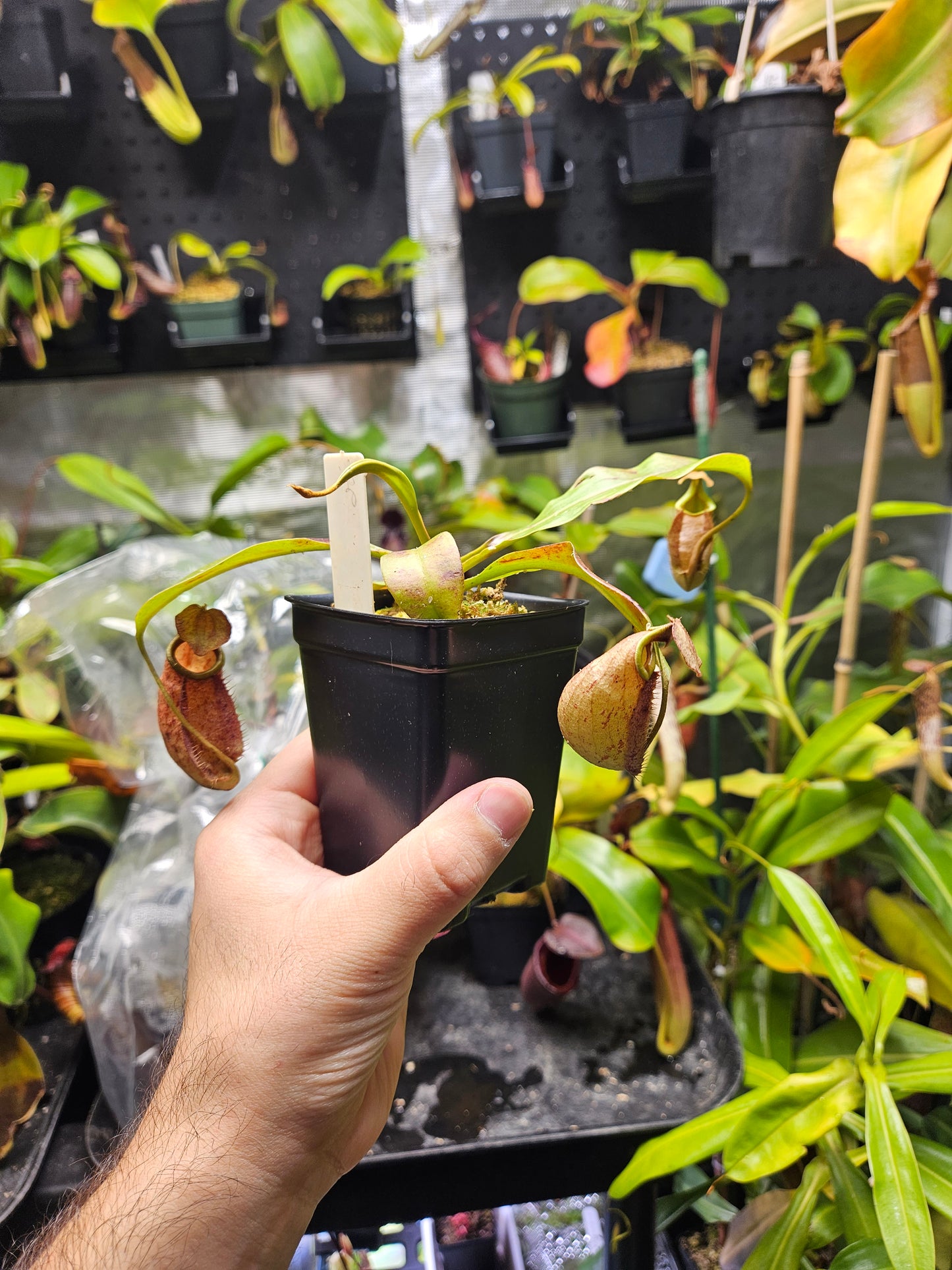 N. (Globosa x Coccinea) x bicalcarata #2