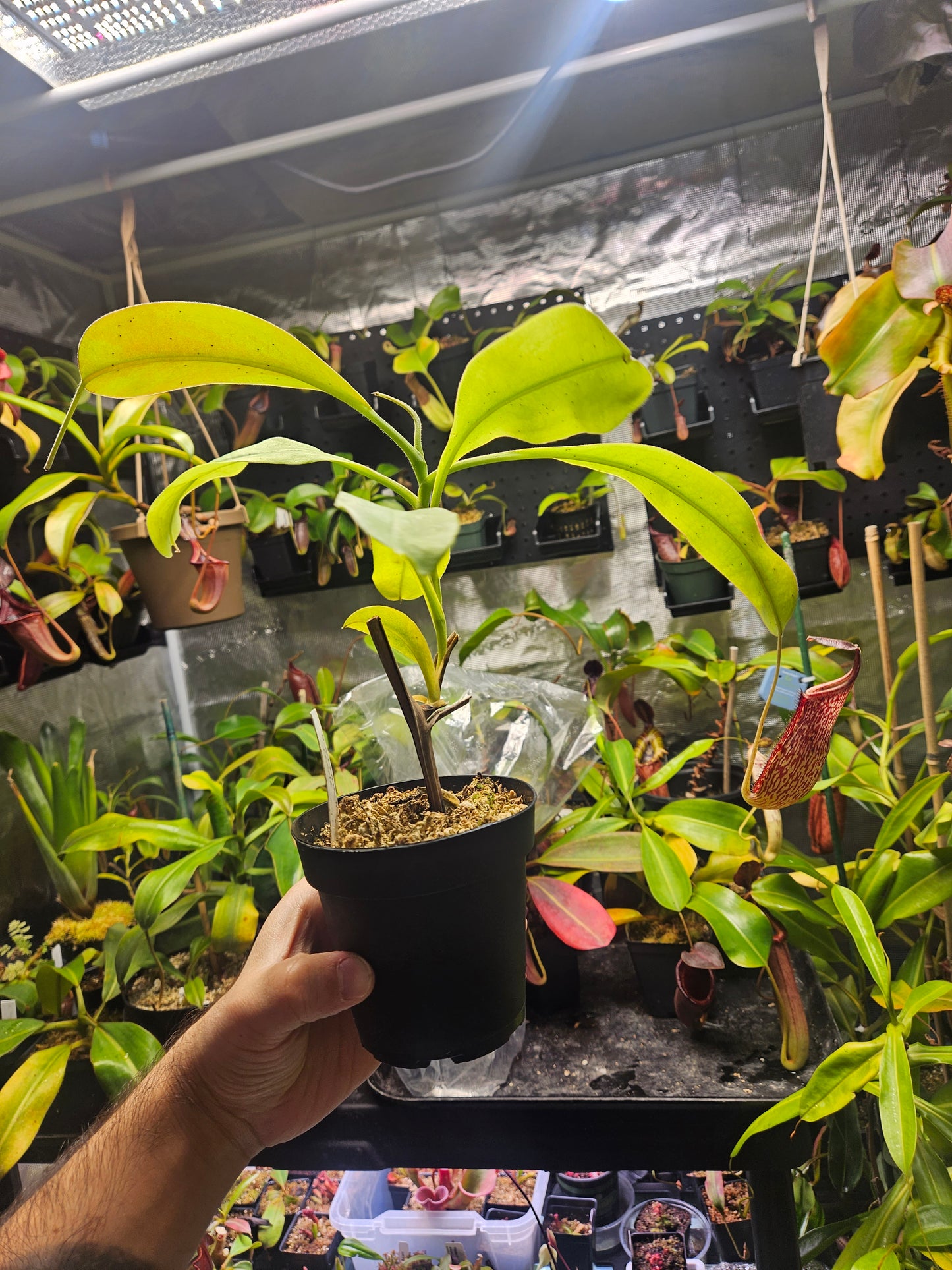 N. maxima