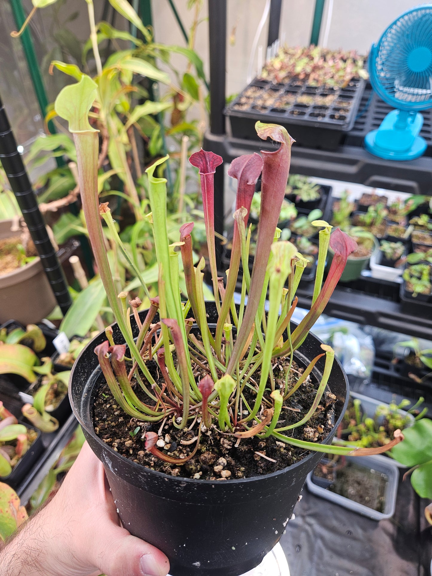 S. flava var. atropurpurea