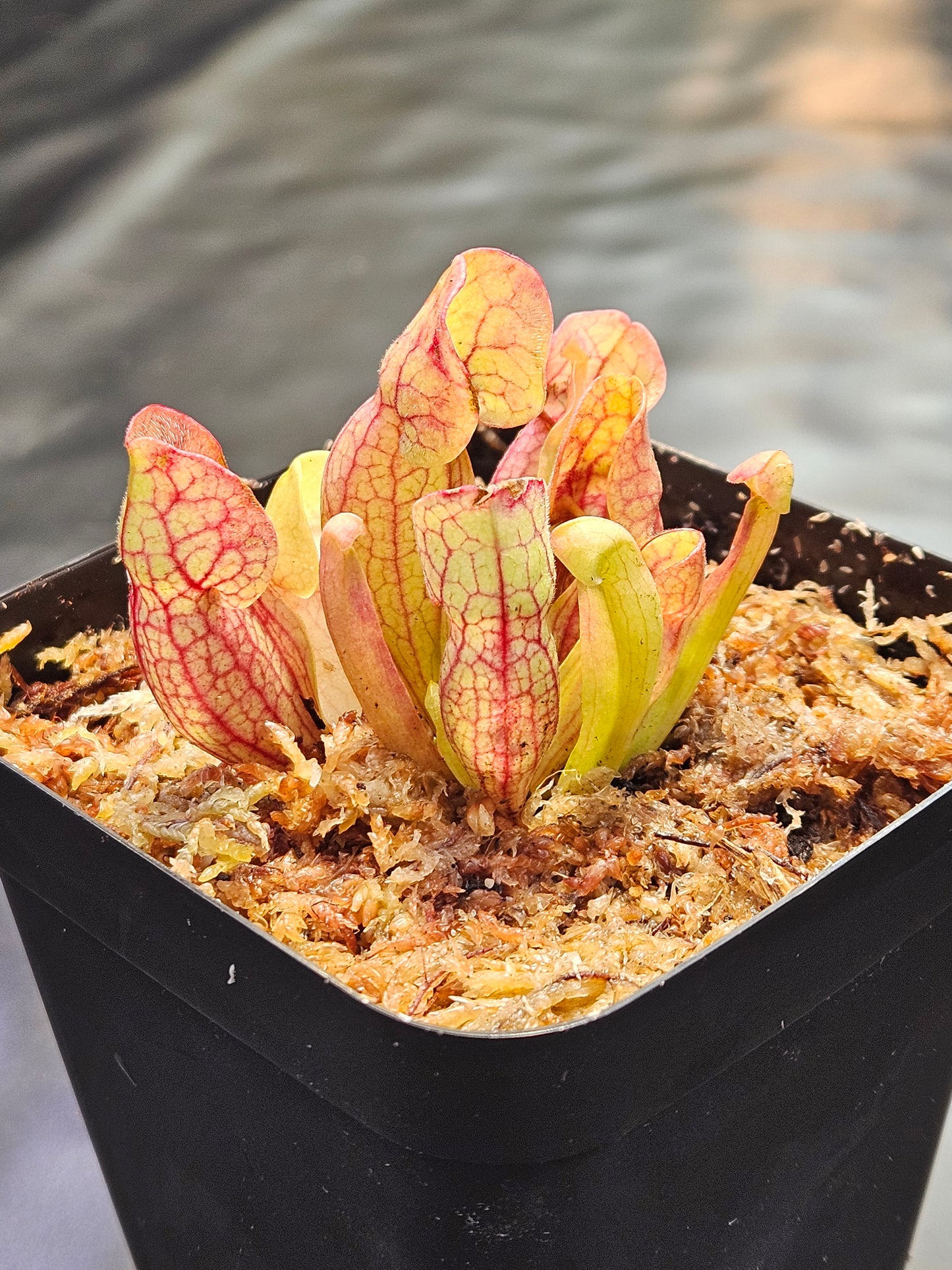 S. purpurea venosa