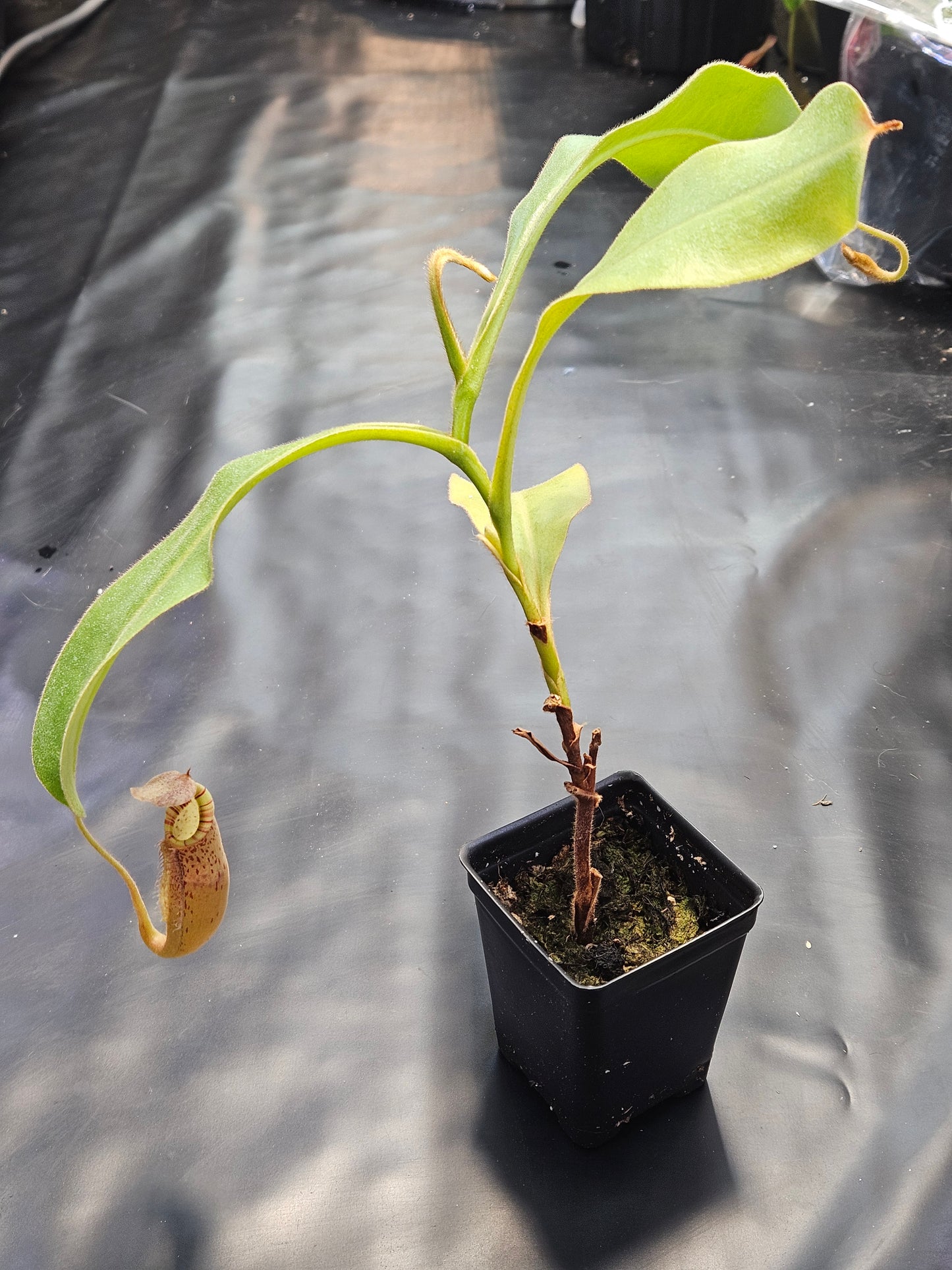 N. (veitchii x burbidgeae) x (LVB x VMV) #2