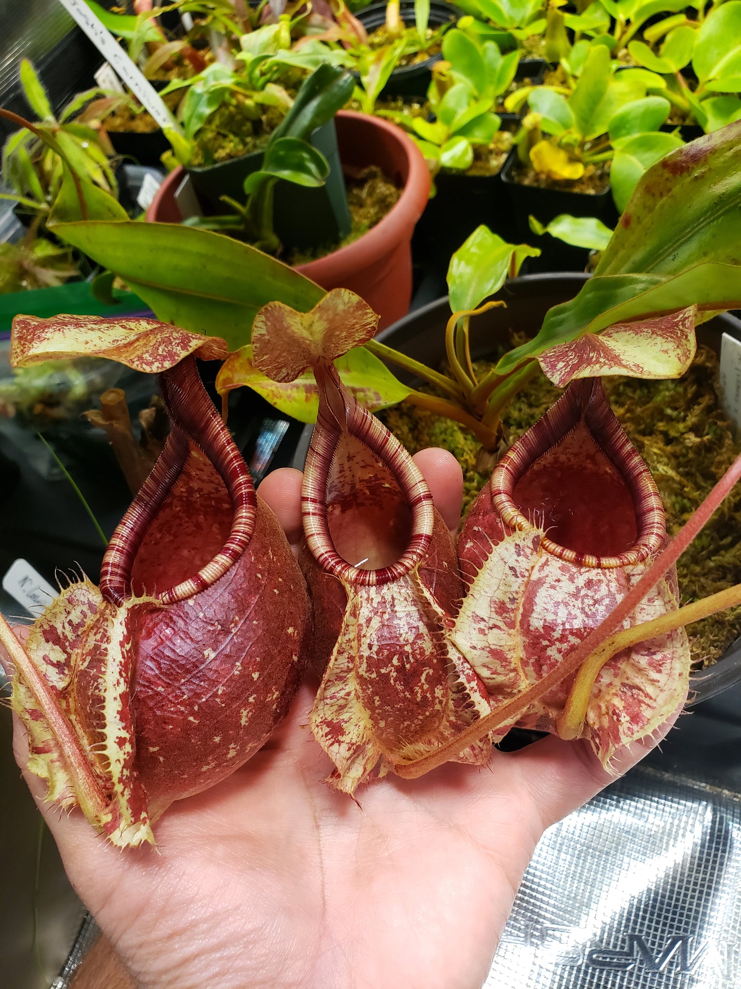 N. (Viking x rafflesiana) x rafflesiana