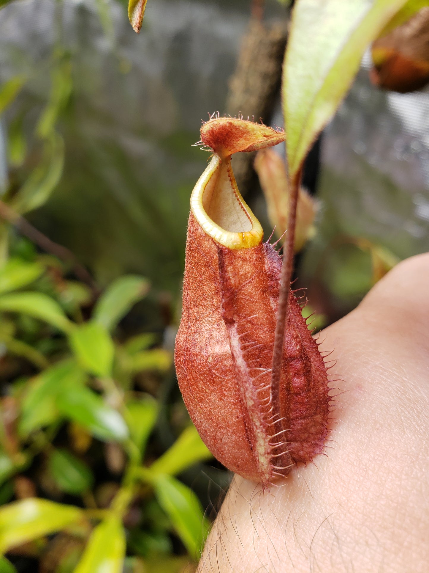 N. rafflesiana 'red' x (Globosa x ampullaria 'Black Miracle')
