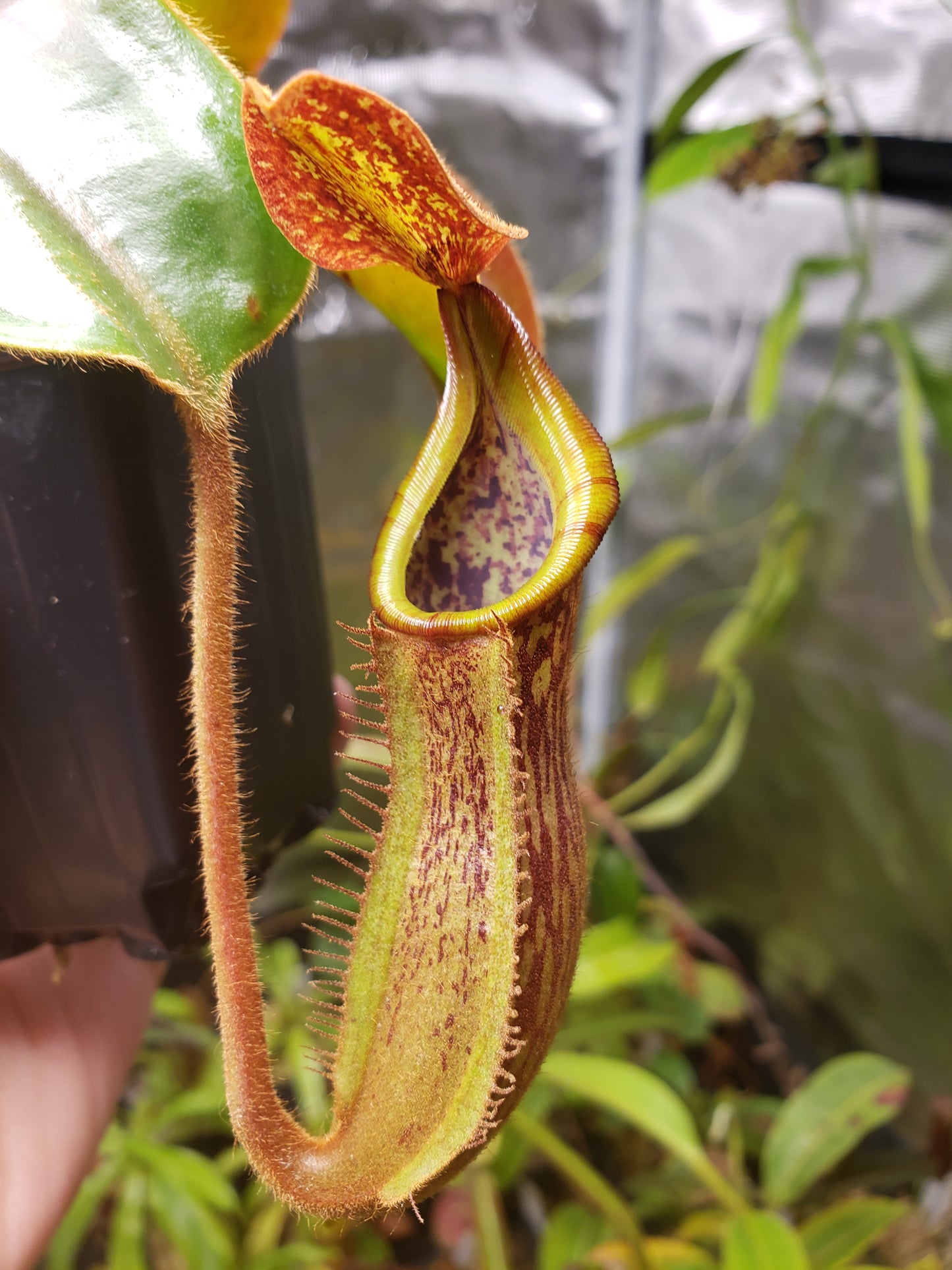 N. boschiana x veitchii EP x 'Bario Stripe'