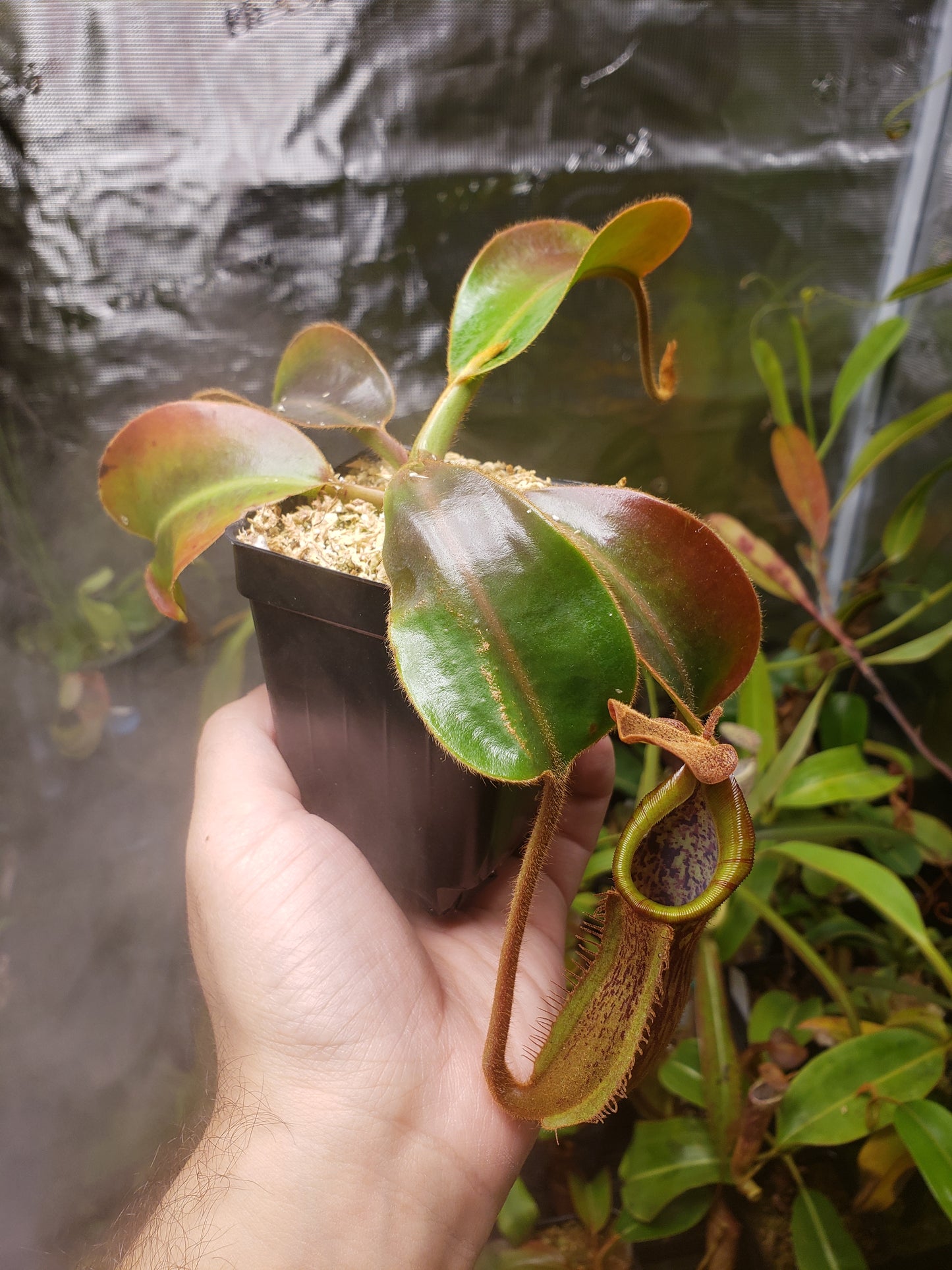 N. boschiana x veitchii EP x 'Bario Stripe'