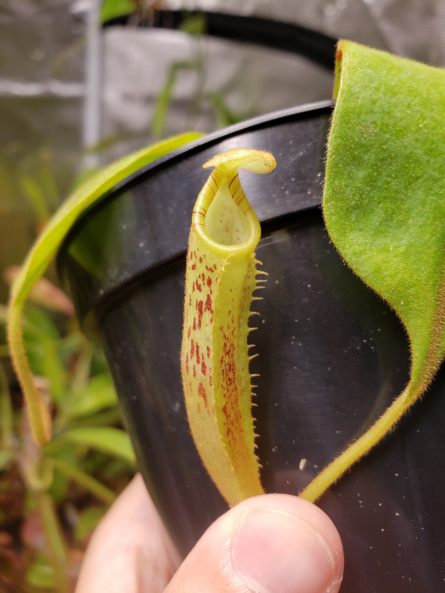 N. platychila EP