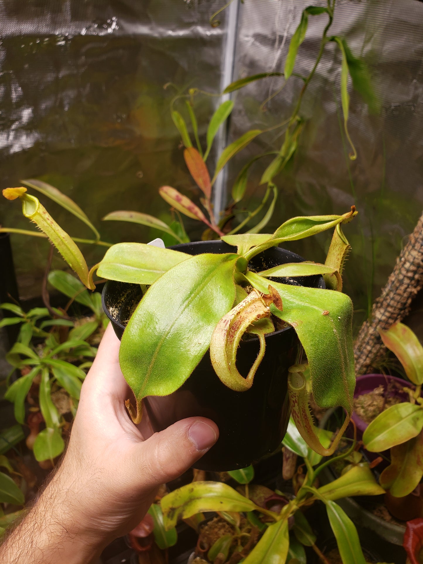 N. platychila EP