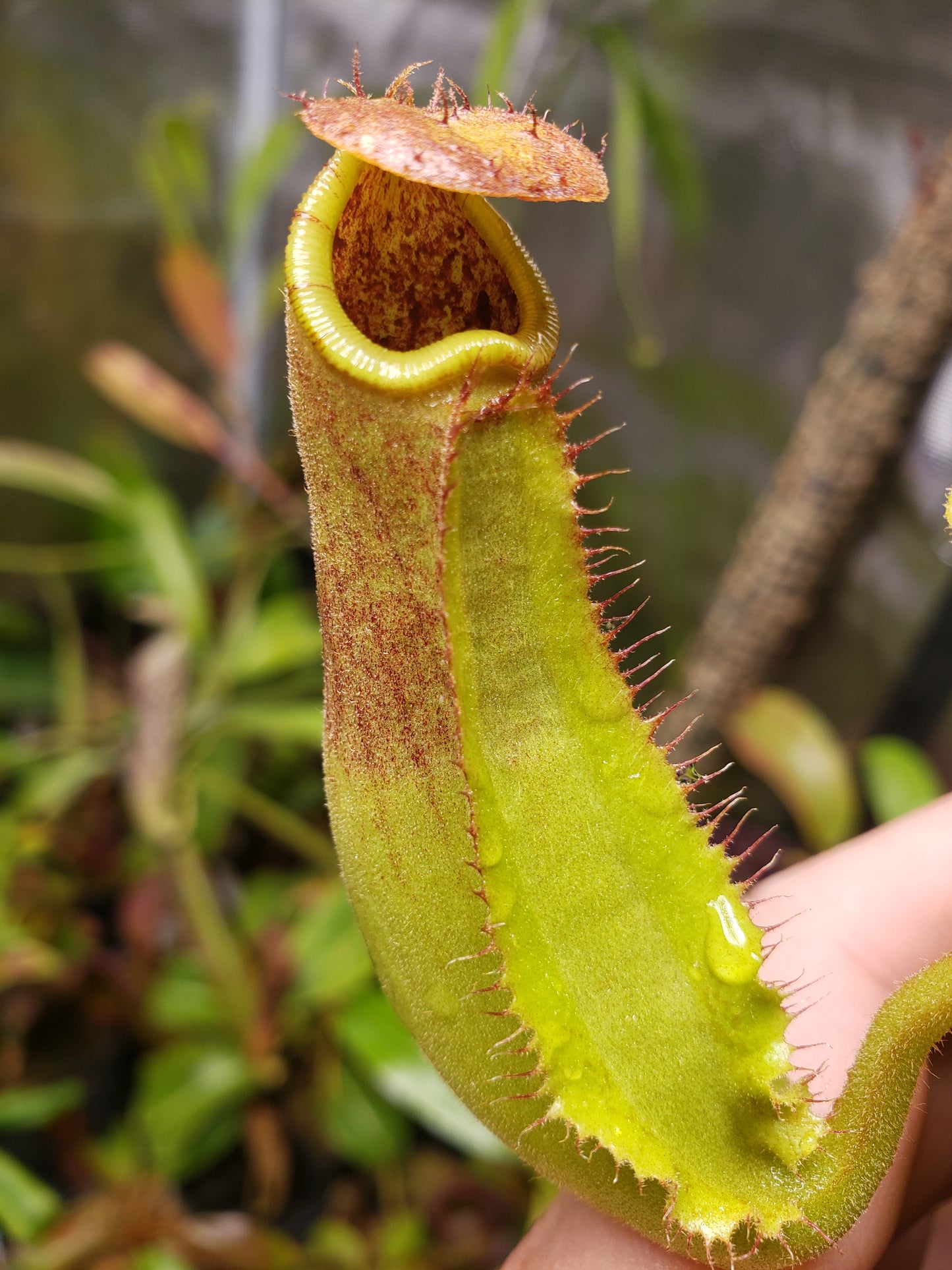 N. truncata
