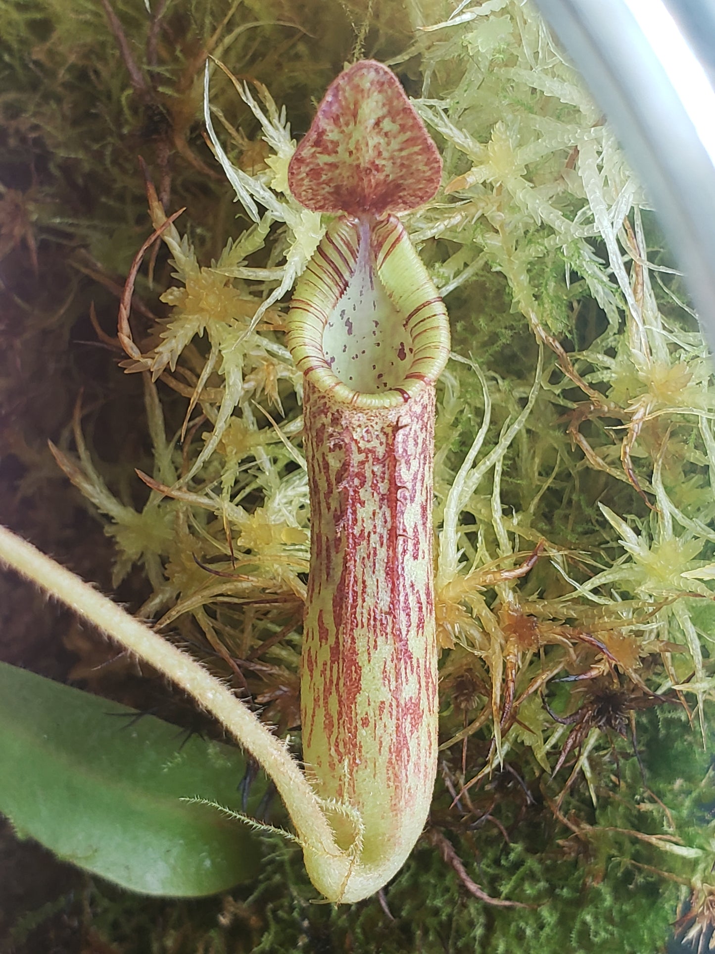 N. minima x mollis