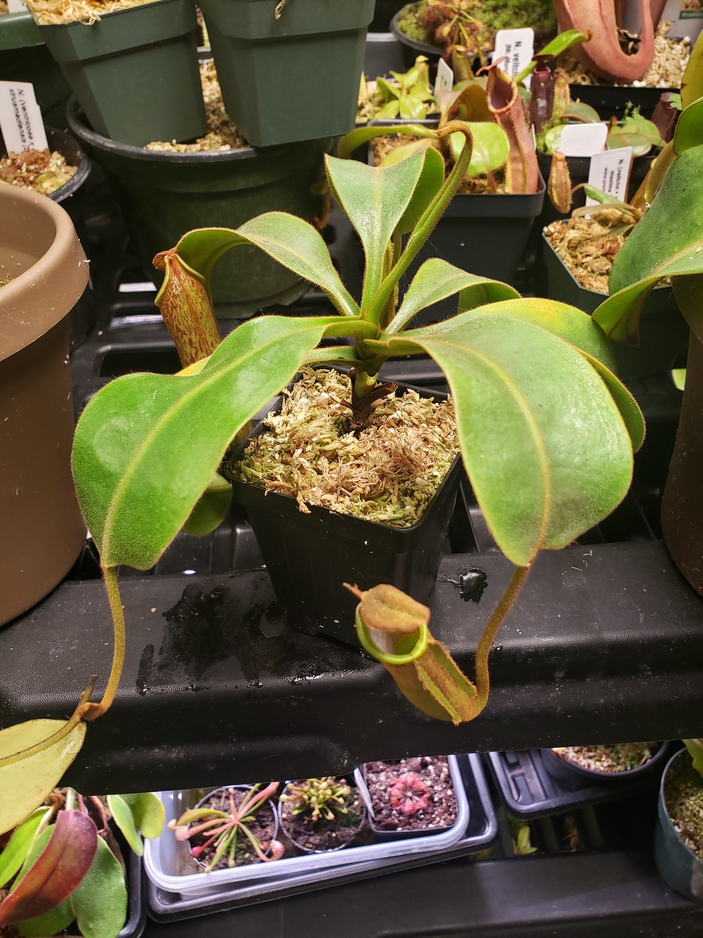 N. zakriana x stenophylla