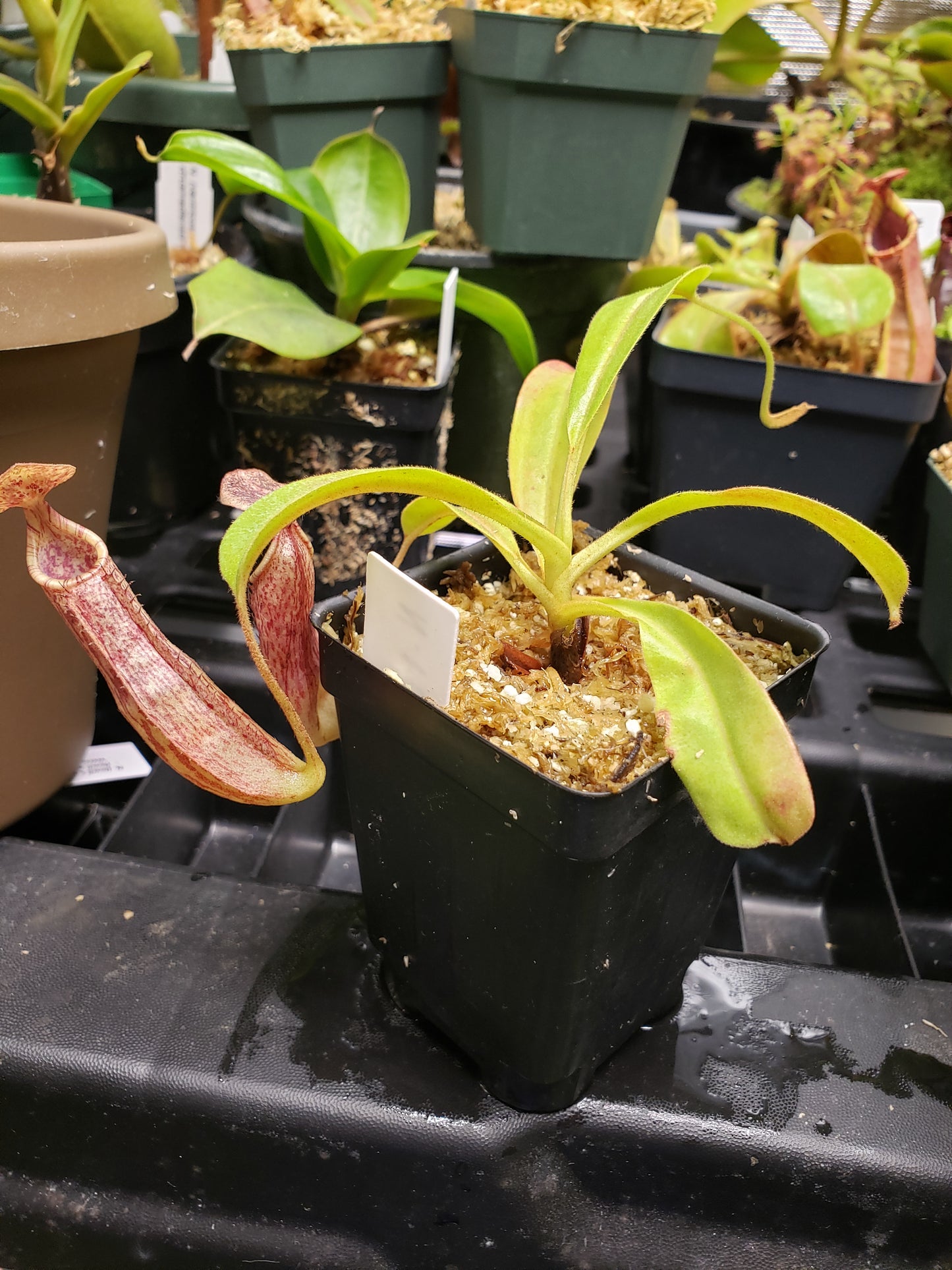 N. minima