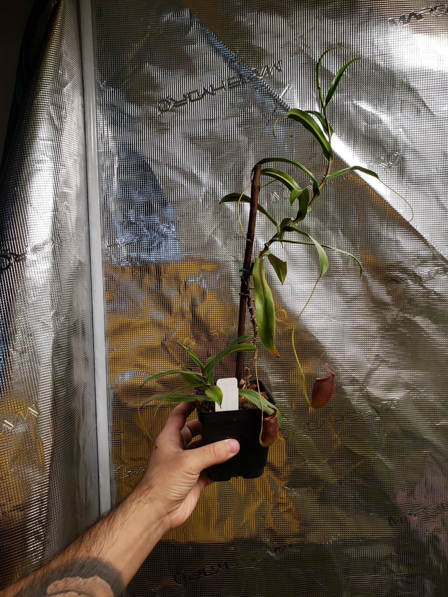 N. tenuidon x tenuis EP