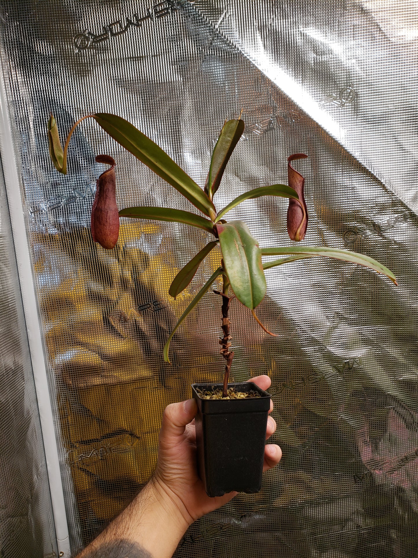 N. ramispina x reinwardtiana