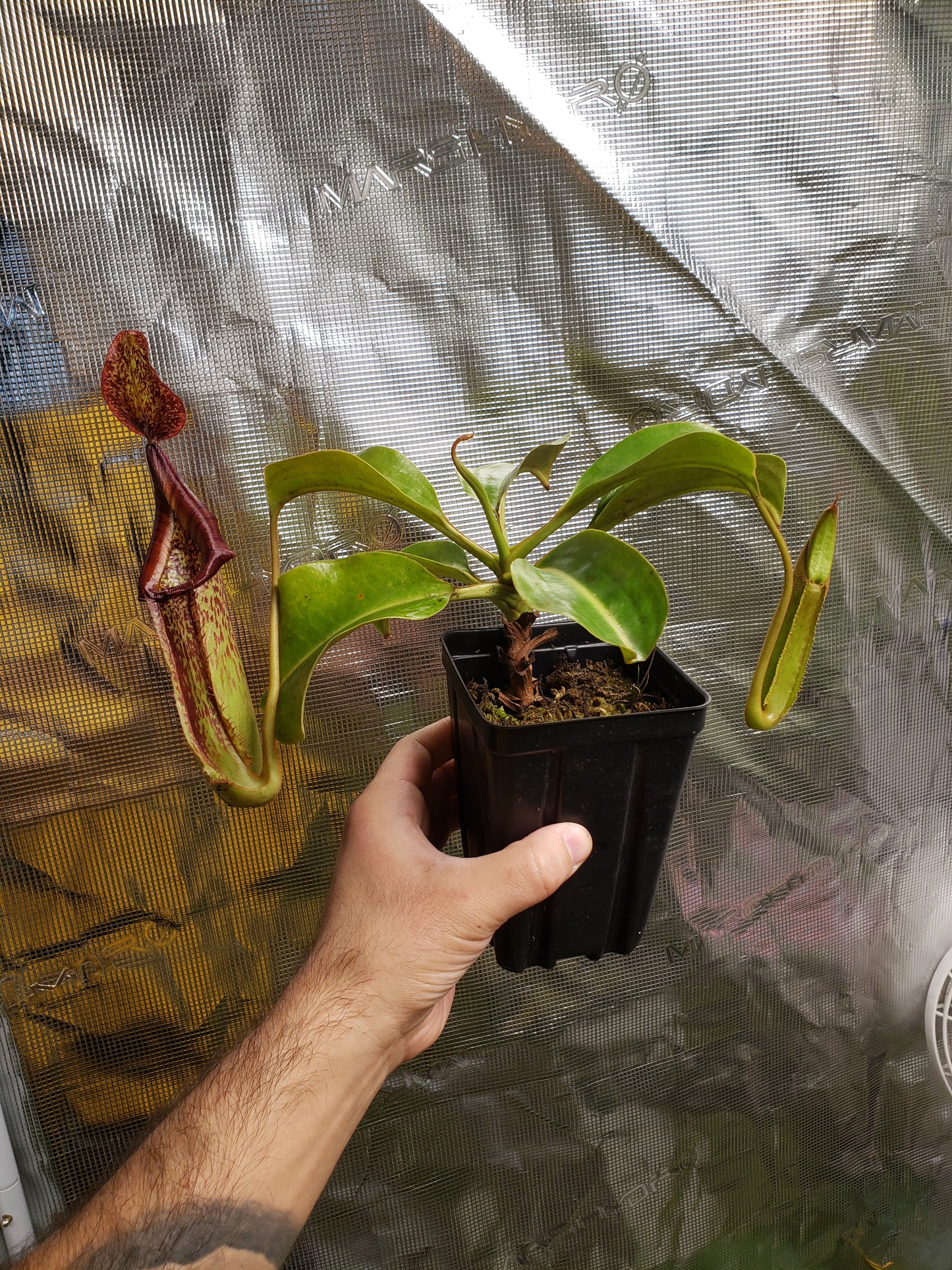 N. (truncata x ephippiata) x maxima EP