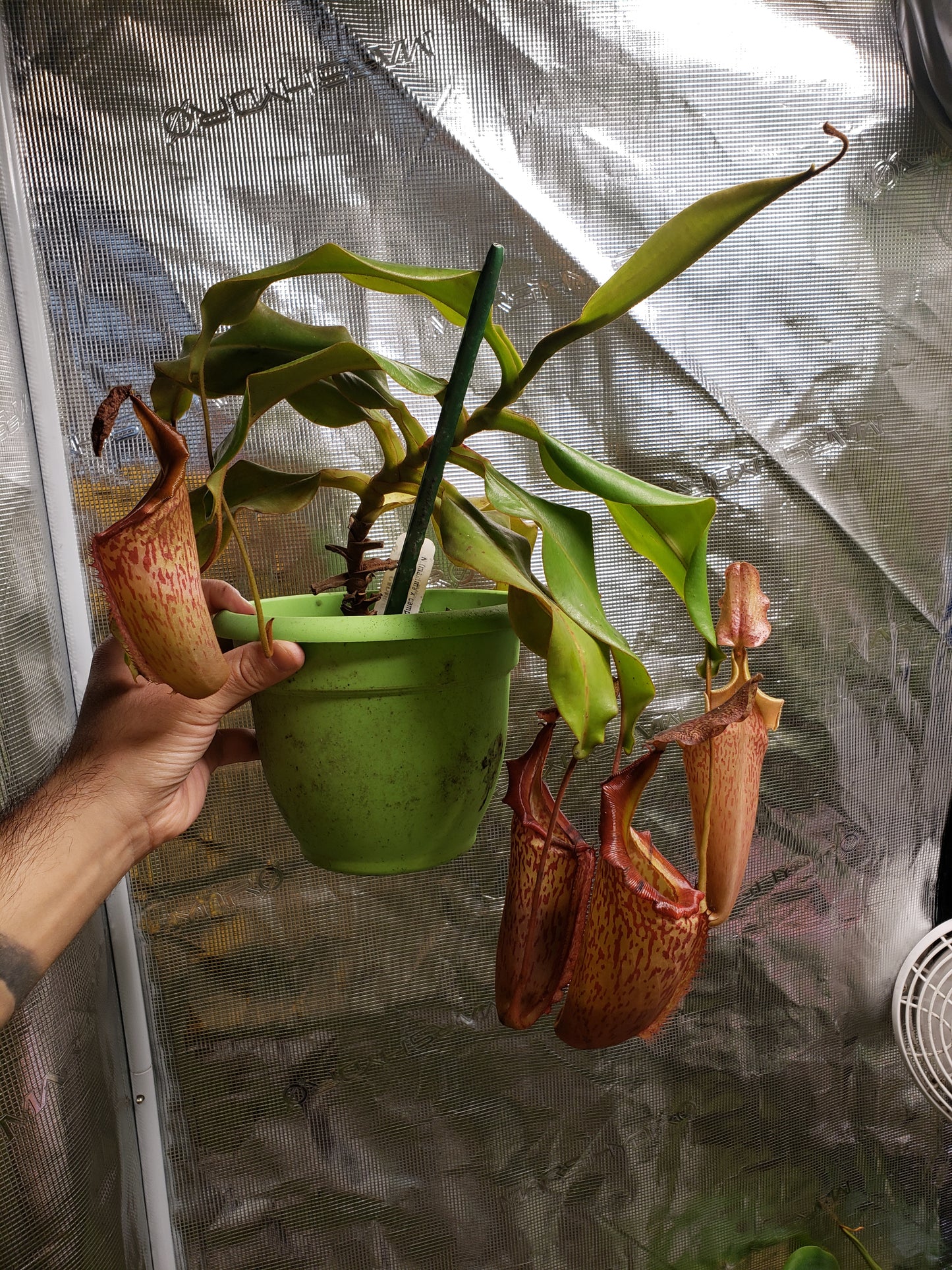 N. (maxima x campanulata) x veitchii "Pink Candy Cane"