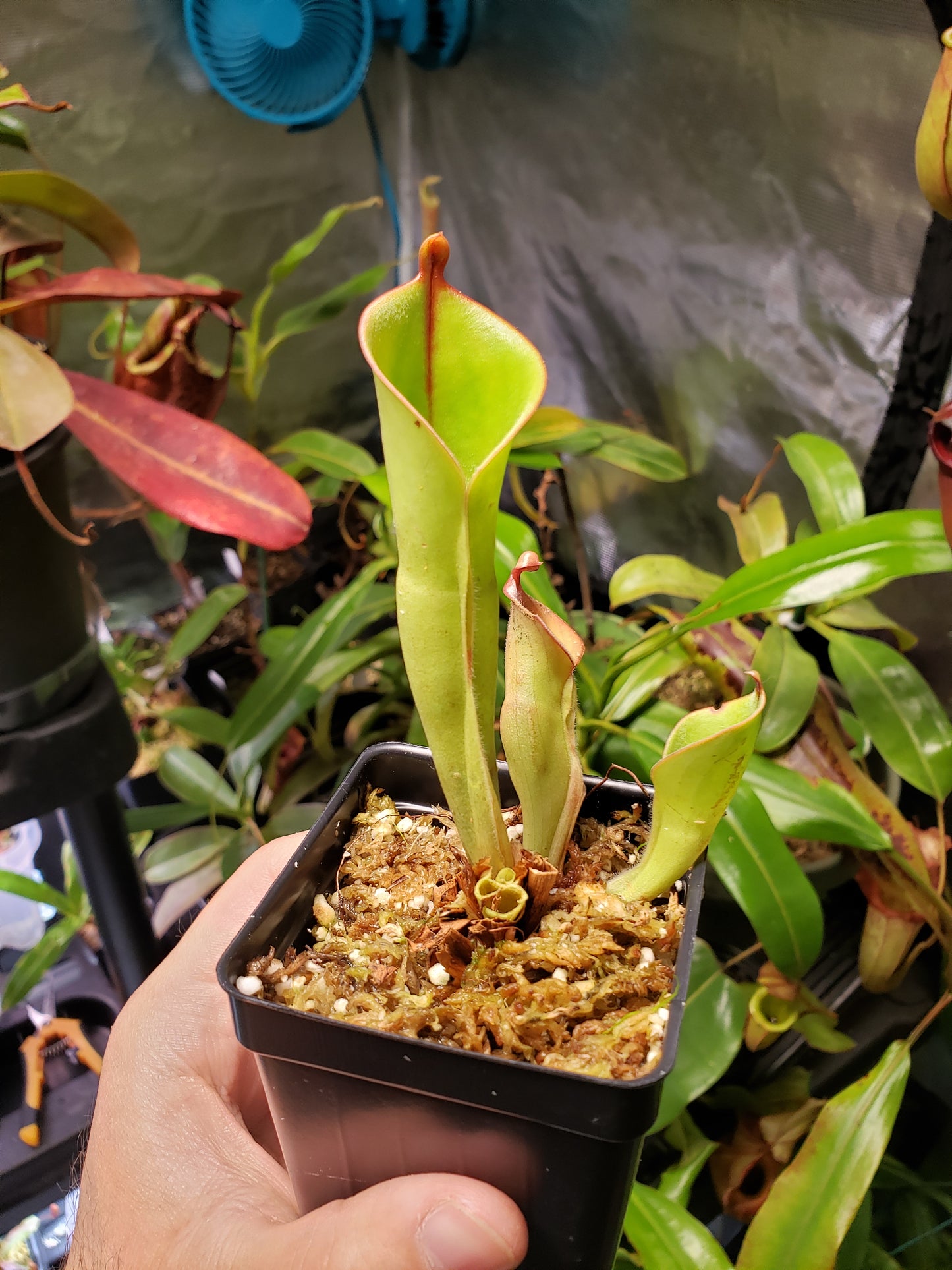 H. minor 'Giant'