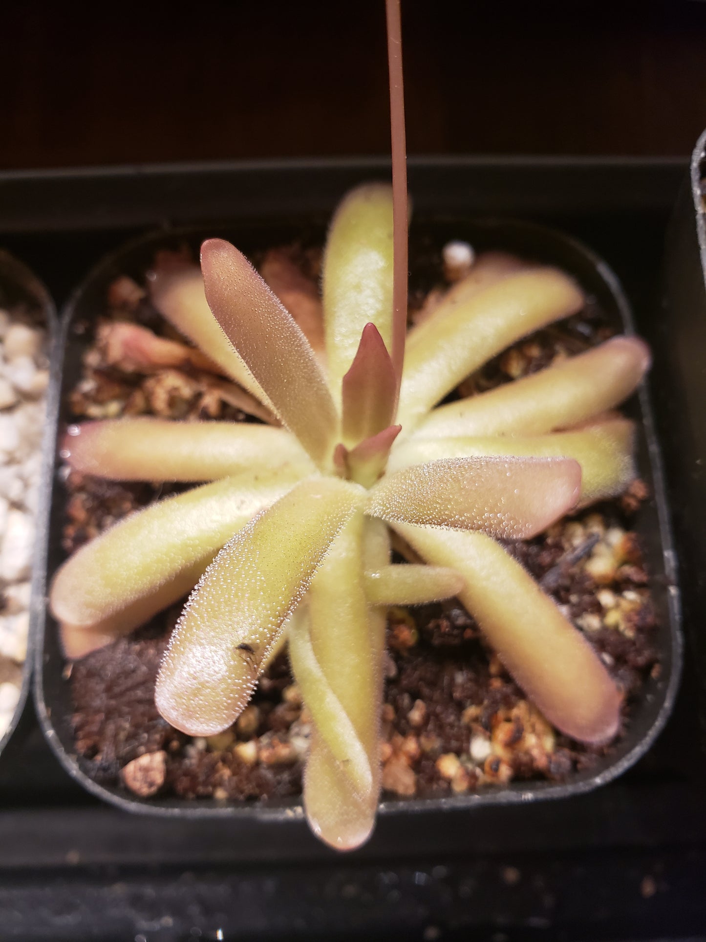 P. gypsicola x moctezumae