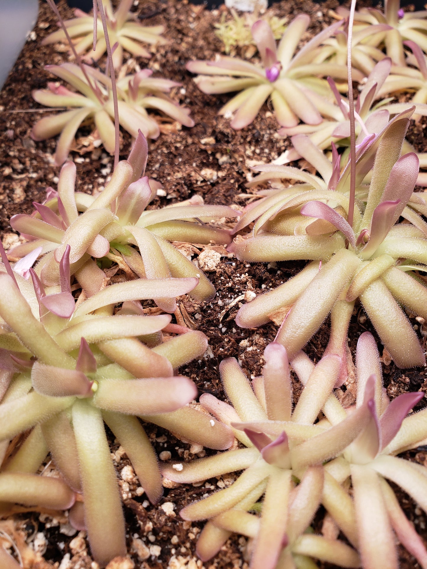 P. gypsicola x moctezumae