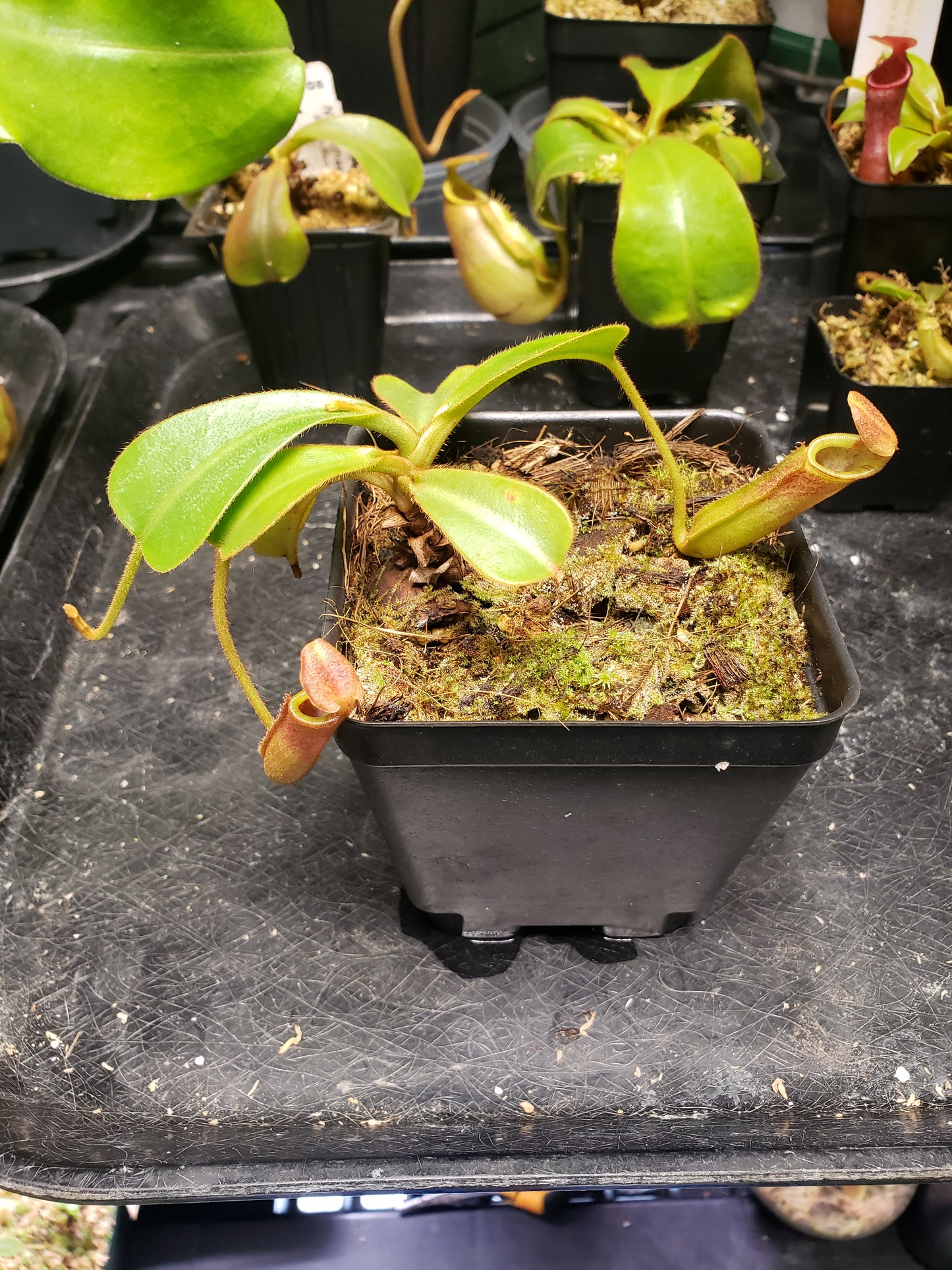 N. veitchii x lowii AW1