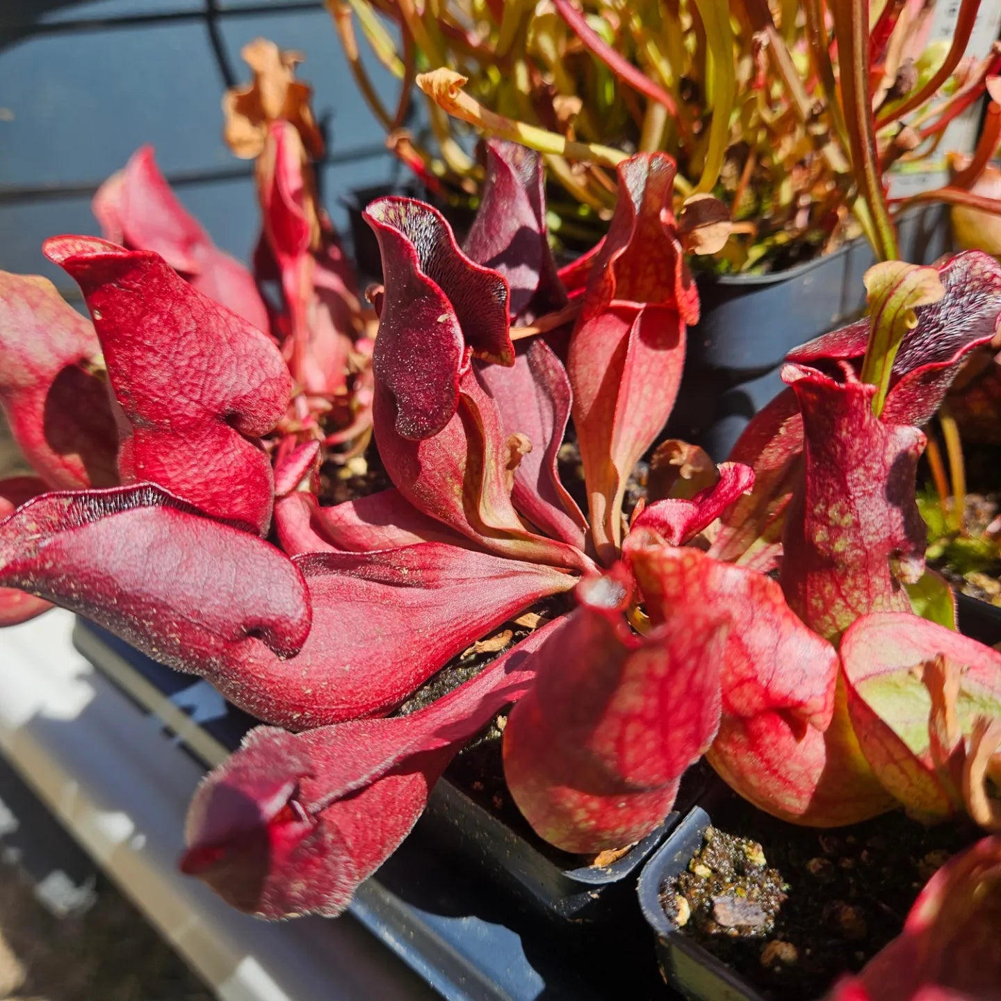 S. purpurea ssp. purpurea