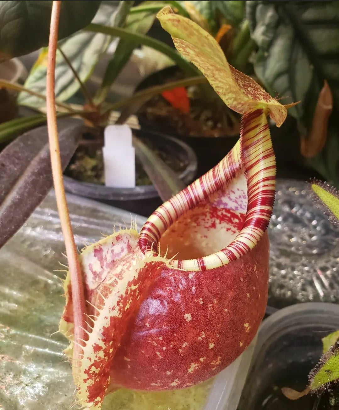 N. (Viking x rafflesiana) x rafflesiana