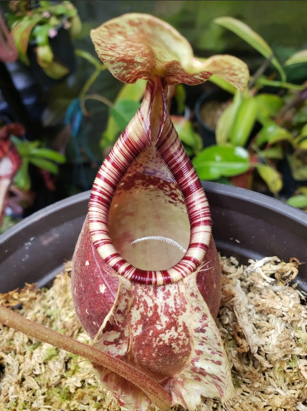 N. (Viking x rafflesiana) x rafflesiana