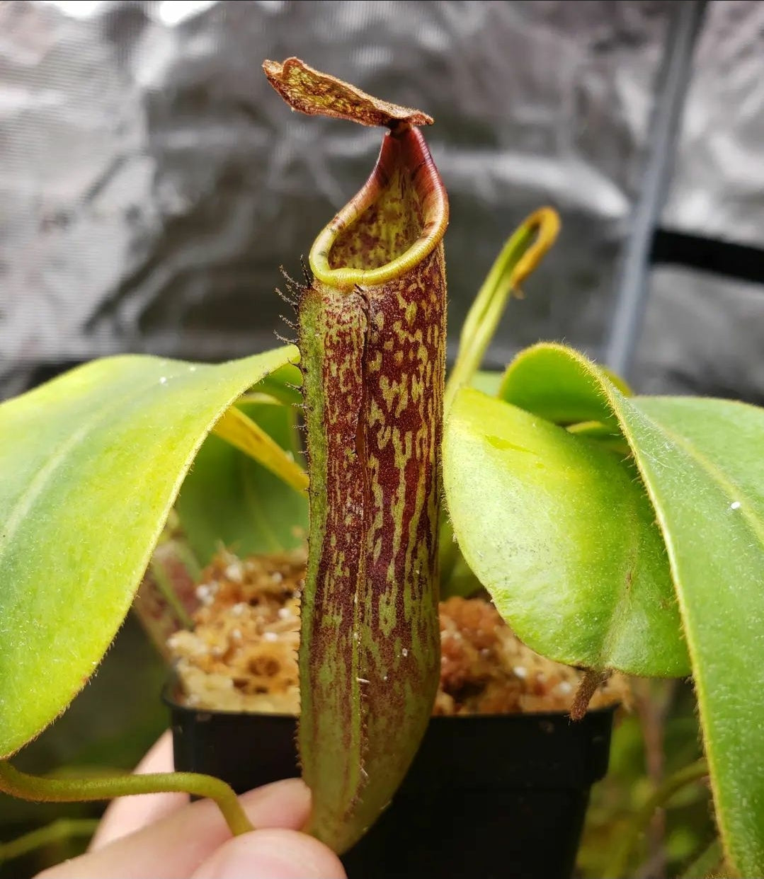 N. zakriana x stenophylla
