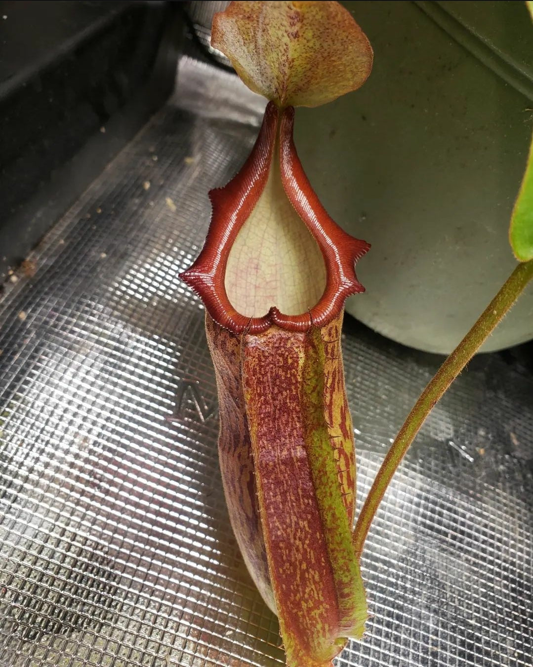 N. adrianii x maxima