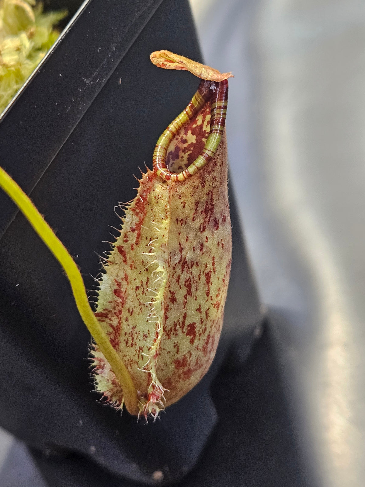 N. (bellii x northiana) x (bellii x rafflesiana)