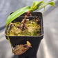 N. (bellii x northiana) x (bellii x rafflesiana)