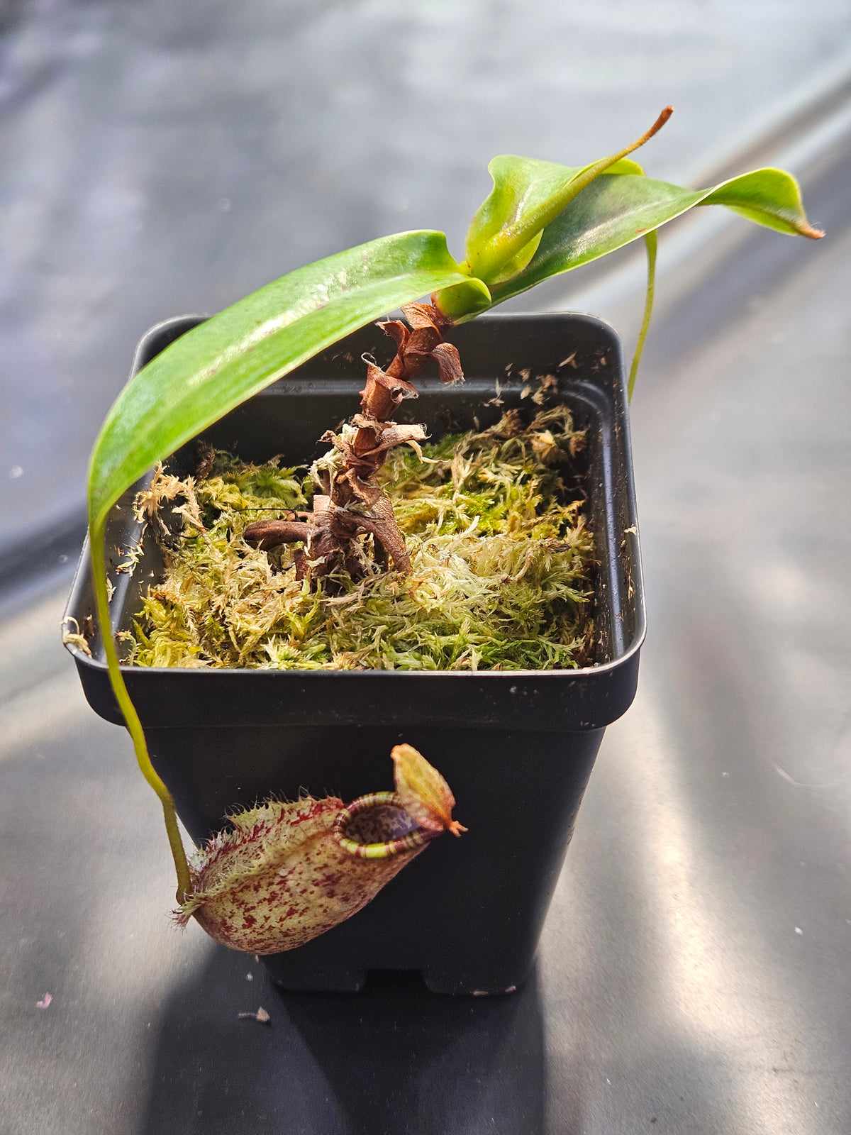 N. (bellii x northiana) x (bellii x rafflesiana)
