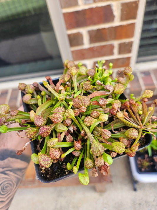 S. psittacina var. okefenokeensis (Liberty Co., FL)