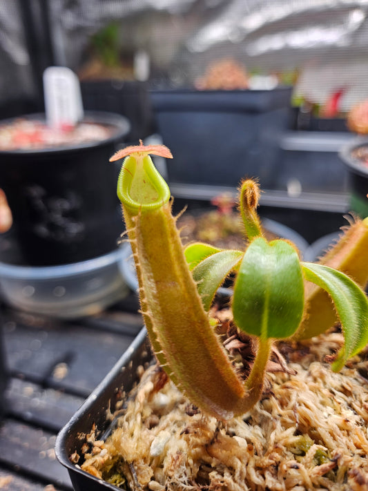 N. veitchii 'Bario' x 'Pink'