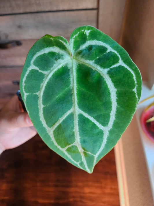 Anthurium crystallinum "Dark" x (crystallinum x magnificum) "Thai Red"