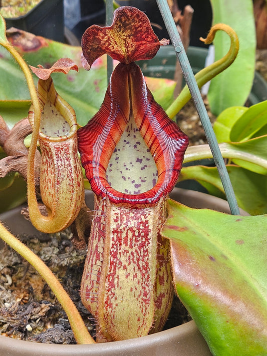 N. boschiana x veitchii (m) Bario - squat, pink form EP