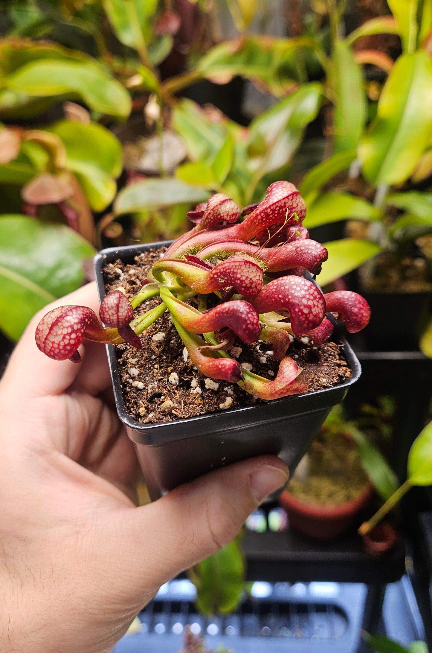 Darlingtonia californica