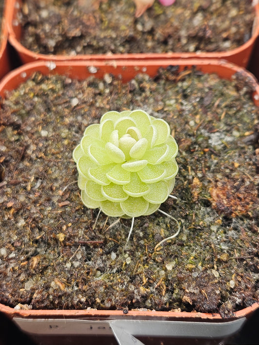 P. jaumavensis