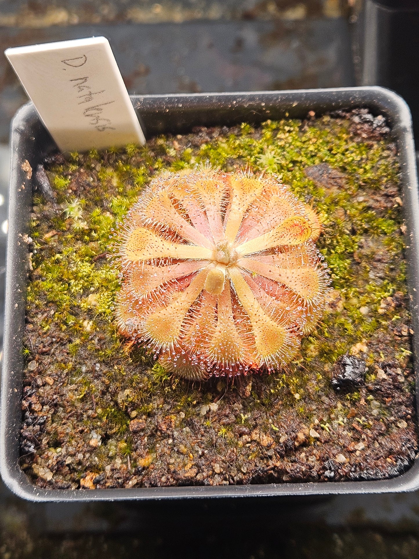 D. natalensis