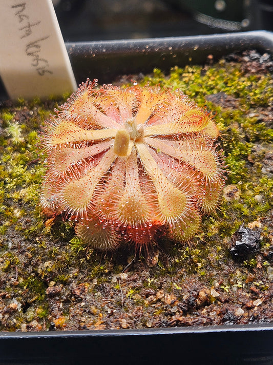 D. natalensis