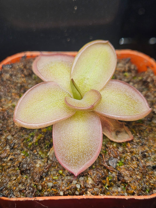 P. laueana