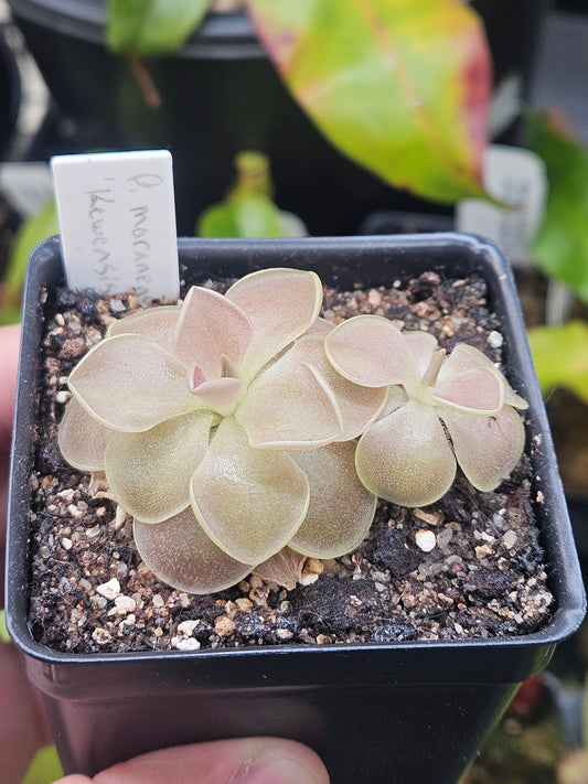 P. moranensis "Kewensis"