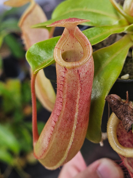 N. truncata x ventricosa