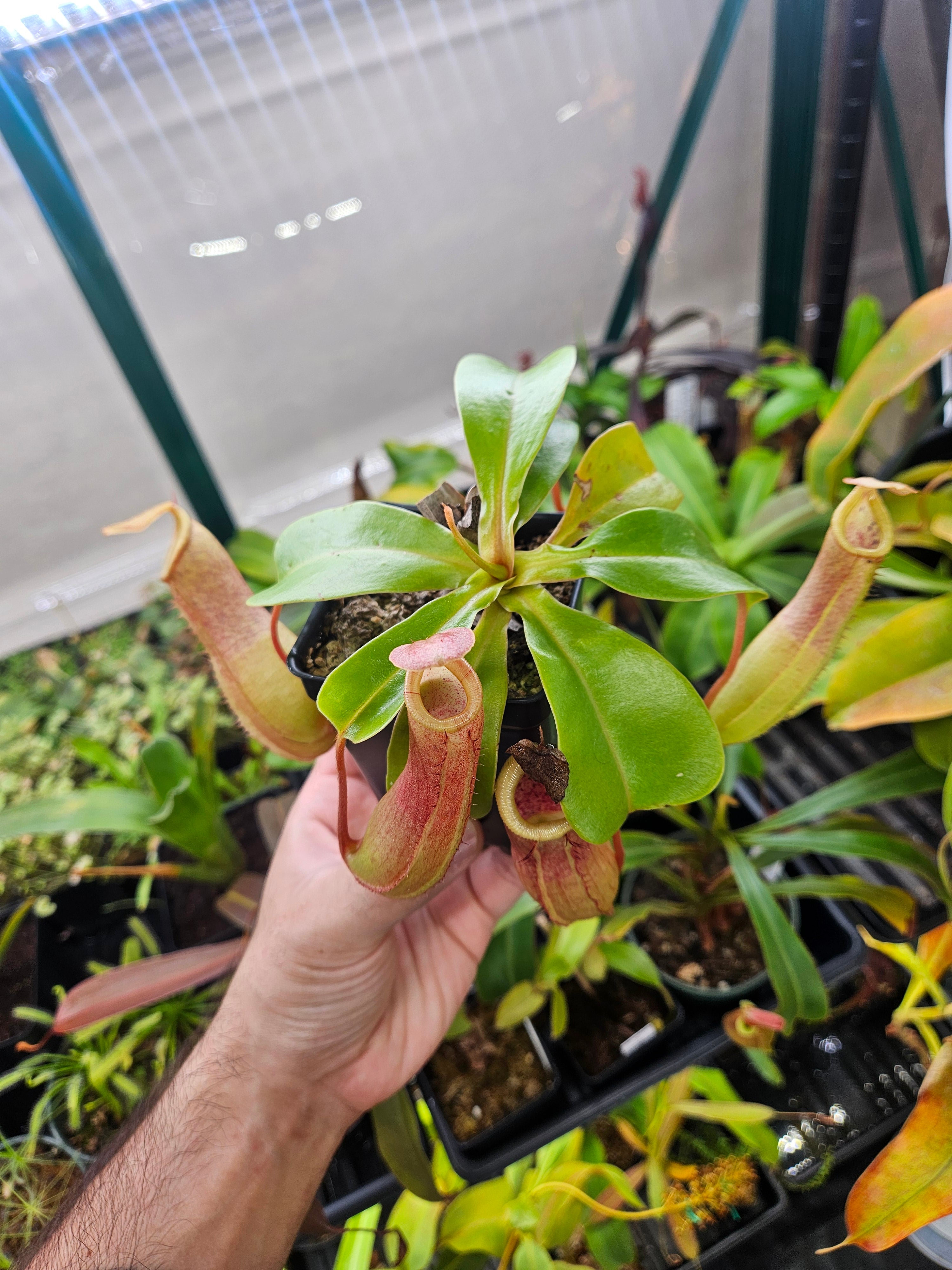 N. truncata x ventricosa