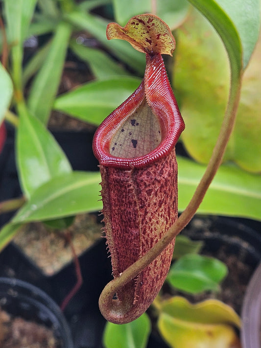 N. burbidgeae x mira