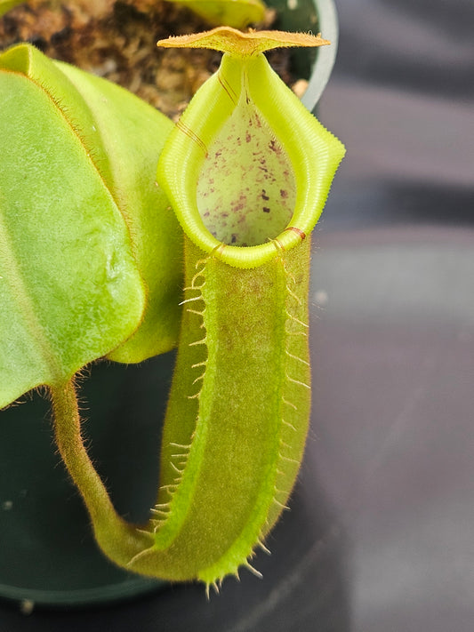 N. {[truncata x (northiana x veitchii)] x ephippiata} x truncata "C"