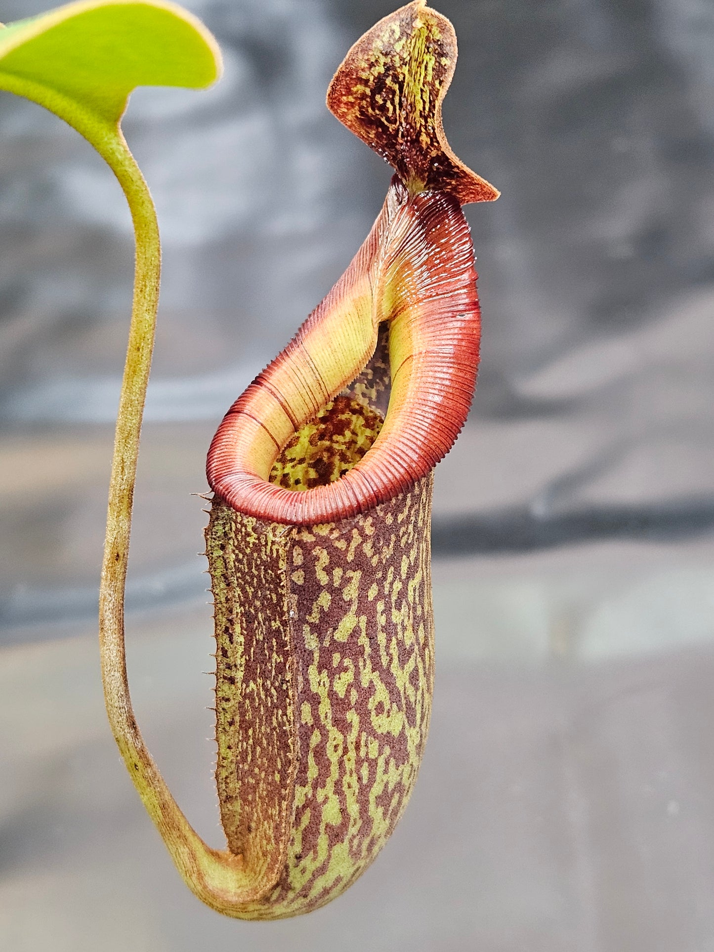 N. veitchii (k) x (lowii x campanulata)